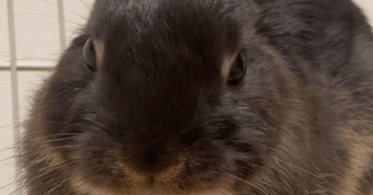 うさちゃんの日常｜うさお