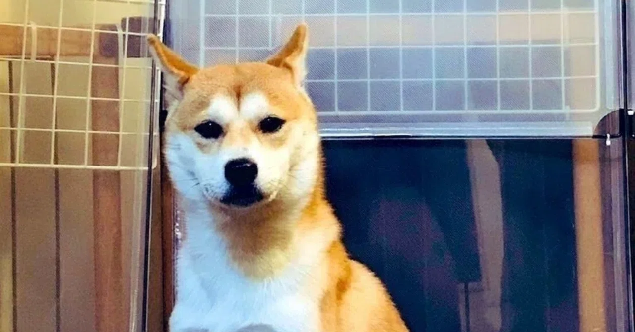 夫を観察してみたら、なんか強かった。|TOLOC