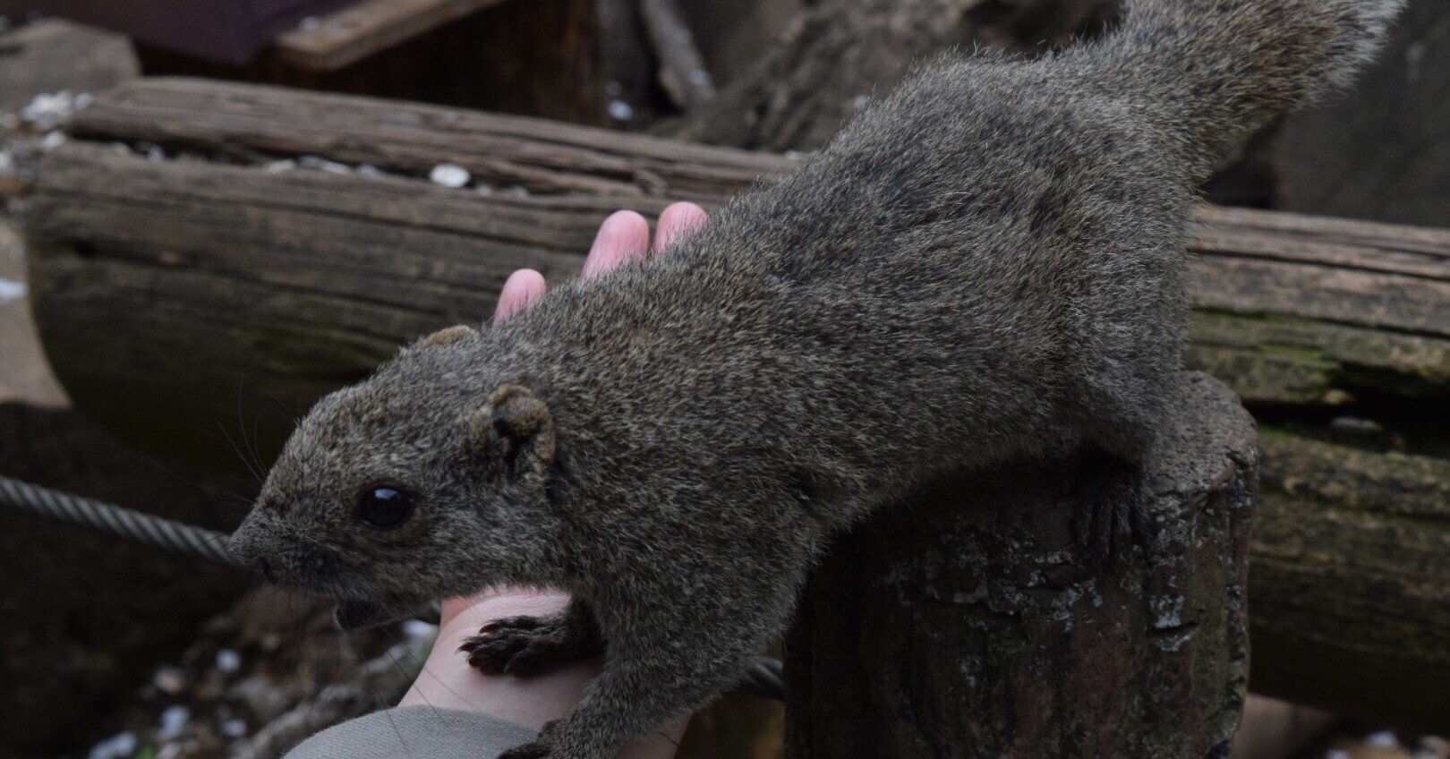 クリハラリス】｜jaguar