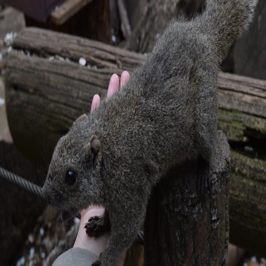 クリハラリス】｜jaguar