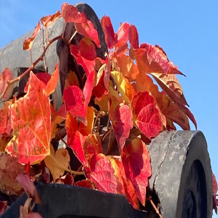ナツヅタ（夏蔦）は「蔦紅葉（つたもみじ）」、 南河内郡太子町