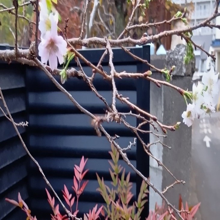 この季節に、サクラ、でした｜haruka