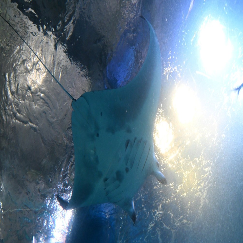 【海の子ページ】 The second installment of the Wave series! The new ship Next