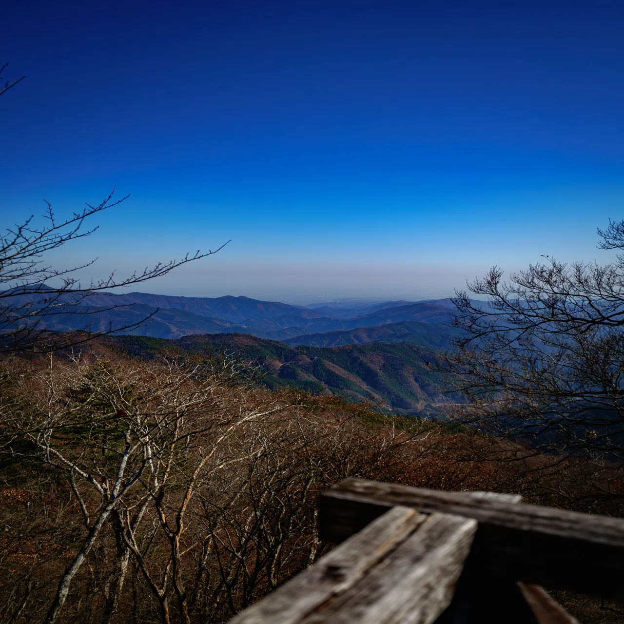 のんびり森林セラピー。冬の入口、奥多摩・三頭山。｜しみじみ山歩き
