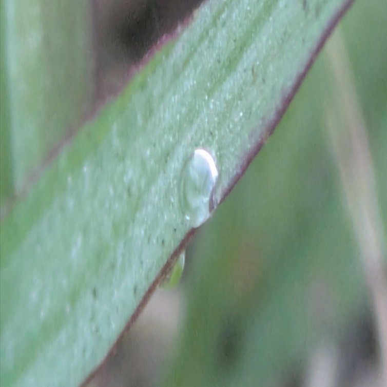 今朝の水滴｜ichiro70