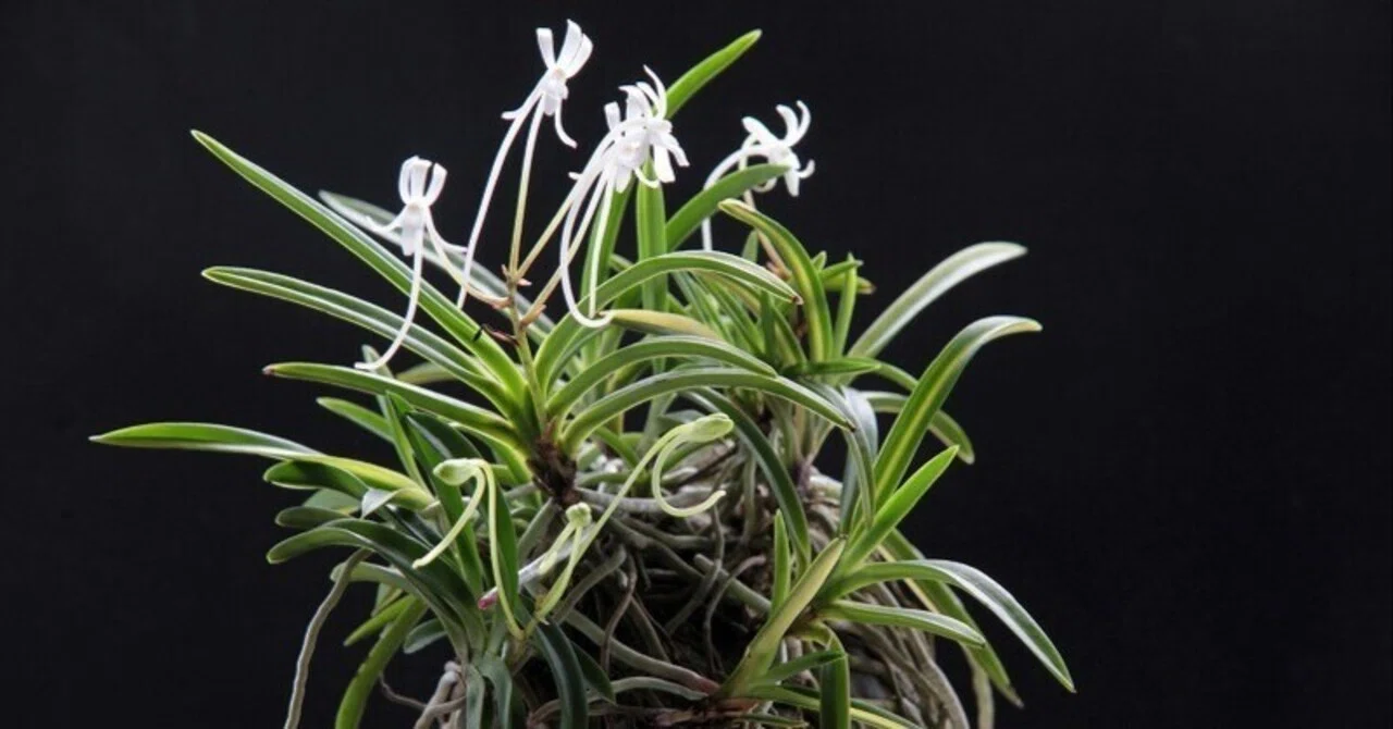 富貴蘭「朝日殿(石附け)」の花(過去の画像倉庫から)｜KJ Morison