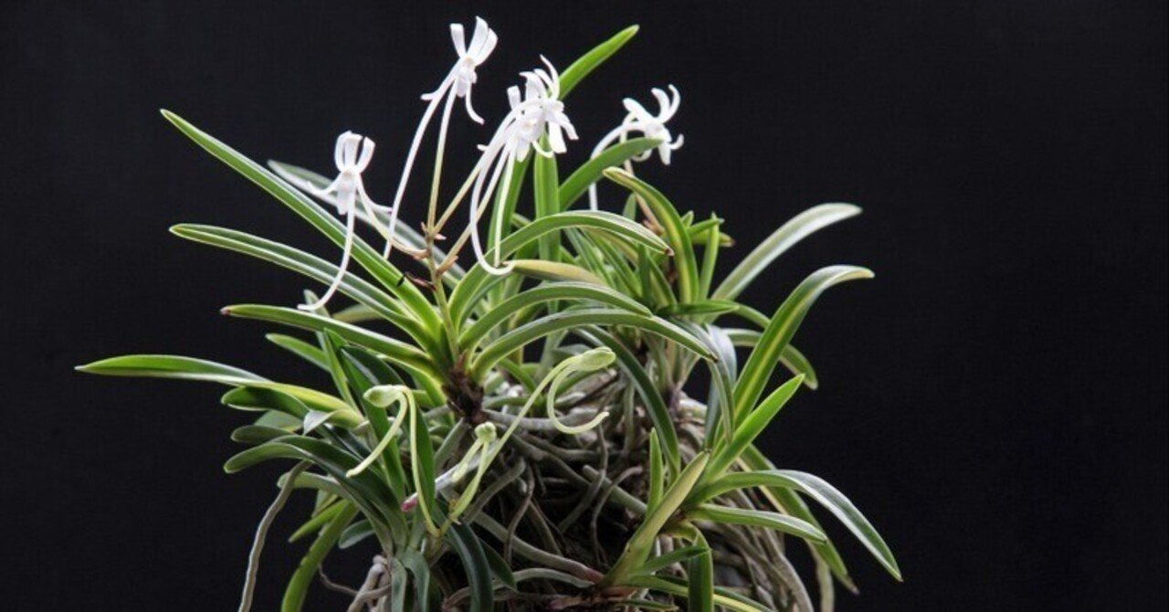 富貴蘭 白馬童子(慶賀柄の天咲き距無し花) 富貴蘭 白馬童子(慶賀柄の天