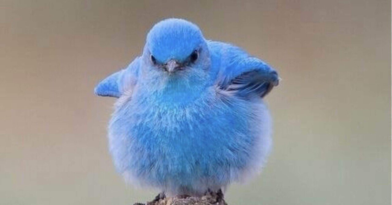 自分探しの旅と青い鳥｜マツリカの日常の天日干し