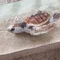 蓬まめ