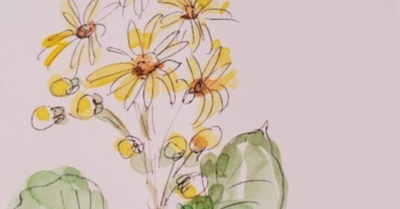 ツワブキのお花のイラスト5分ほどで描く🌸￥100のボールペンとハガキ