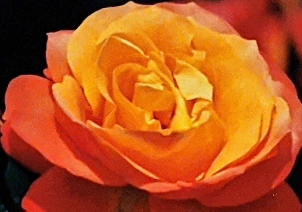 彩りによる薔薇の花言葉 柘榴 Note