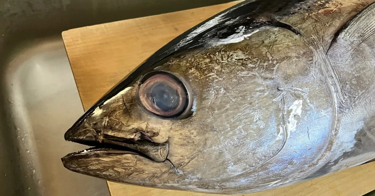10キロのマグロも捌けるようになる島暮らし。|Mayu@🐟八丈島のお魚Tシャツ🐟