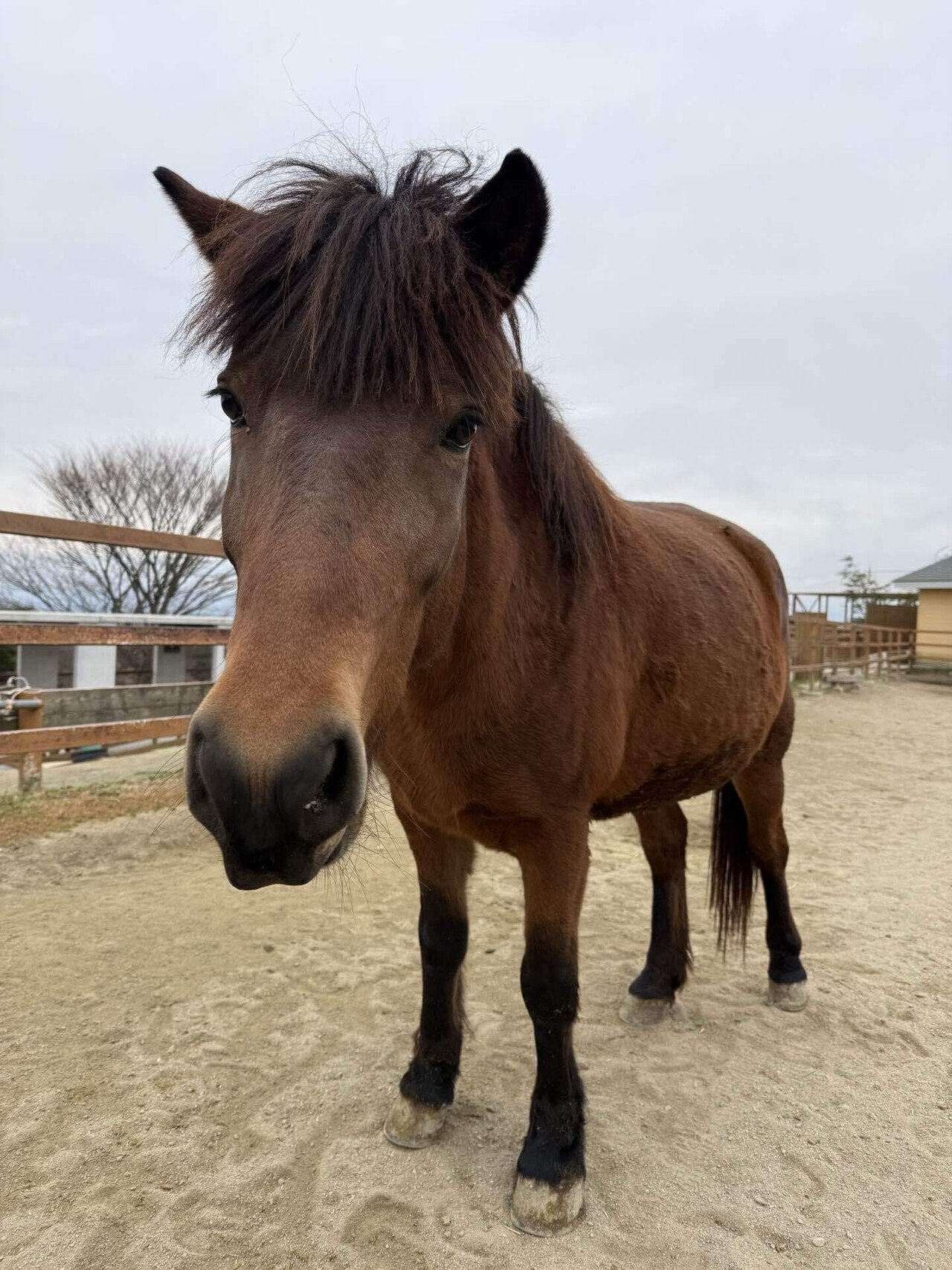 来年の干支にちなんで馬たちをご紹介！！｜那須どうぶつ王国公式note