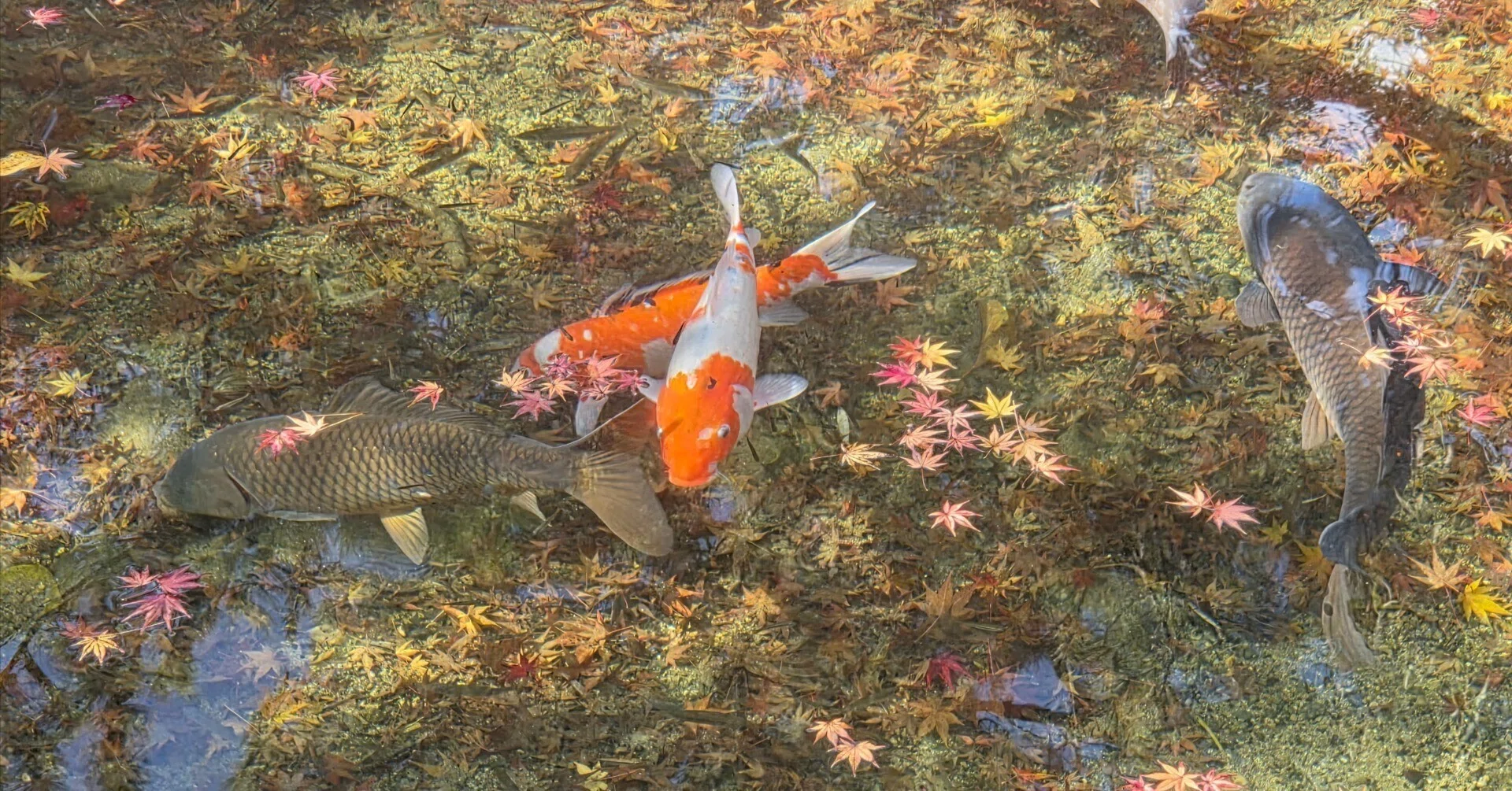 水面に浮かぶモミジと泳ぐコイ 逸話ありの鏡池を撮る。｜ふみぞう