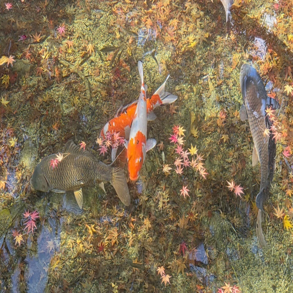 水面に浮かぶモミジと泳ぐコイ 逸話ありの鏡池を撮る。｜ふみぞう