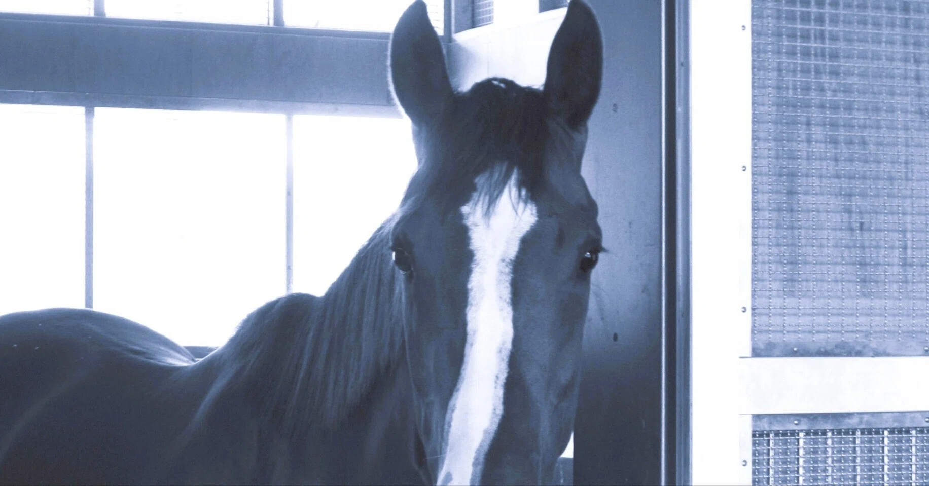 2012年 有馬記念】荒波を乗り越えて加速する強靭な巨船～ゴールド 