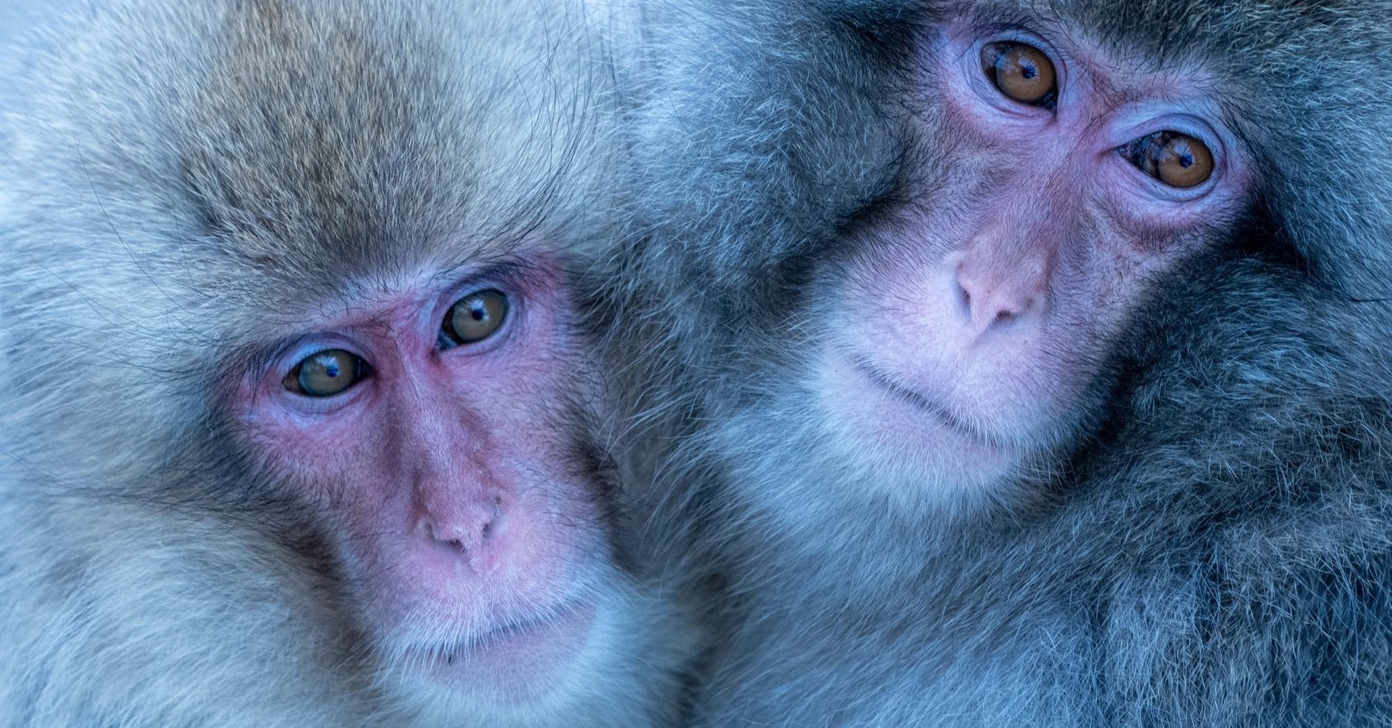 正社員でイラストレーターさんを募集します 深津 貴之 Fladdict Note 正社員でイラストレーターさんを募集します 深津 貴之 Fladdict Note