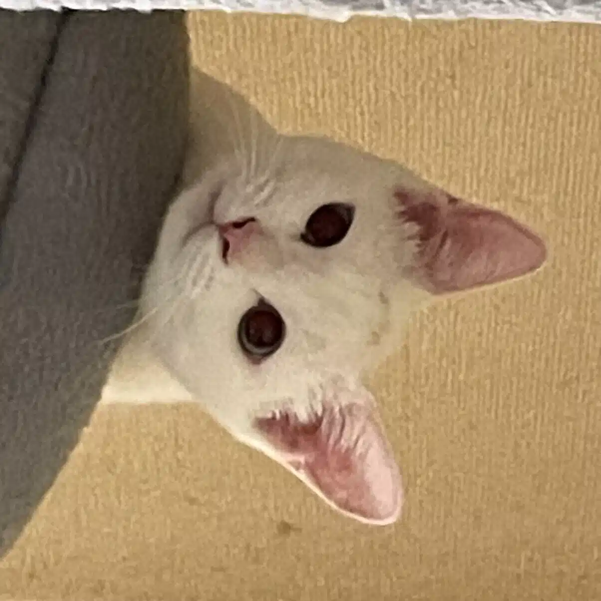 くだちい