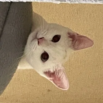 くだちい