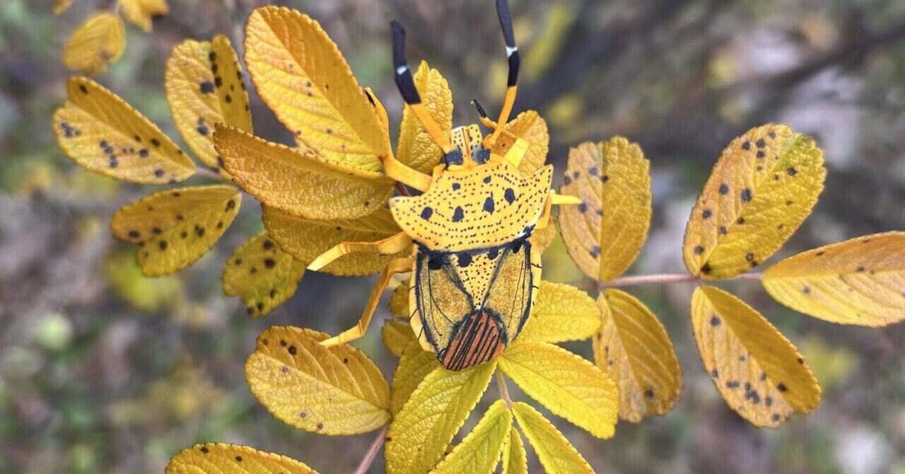 ペーパーシールドバグズ#14】トホシカメムシ｜ふぇふぇ