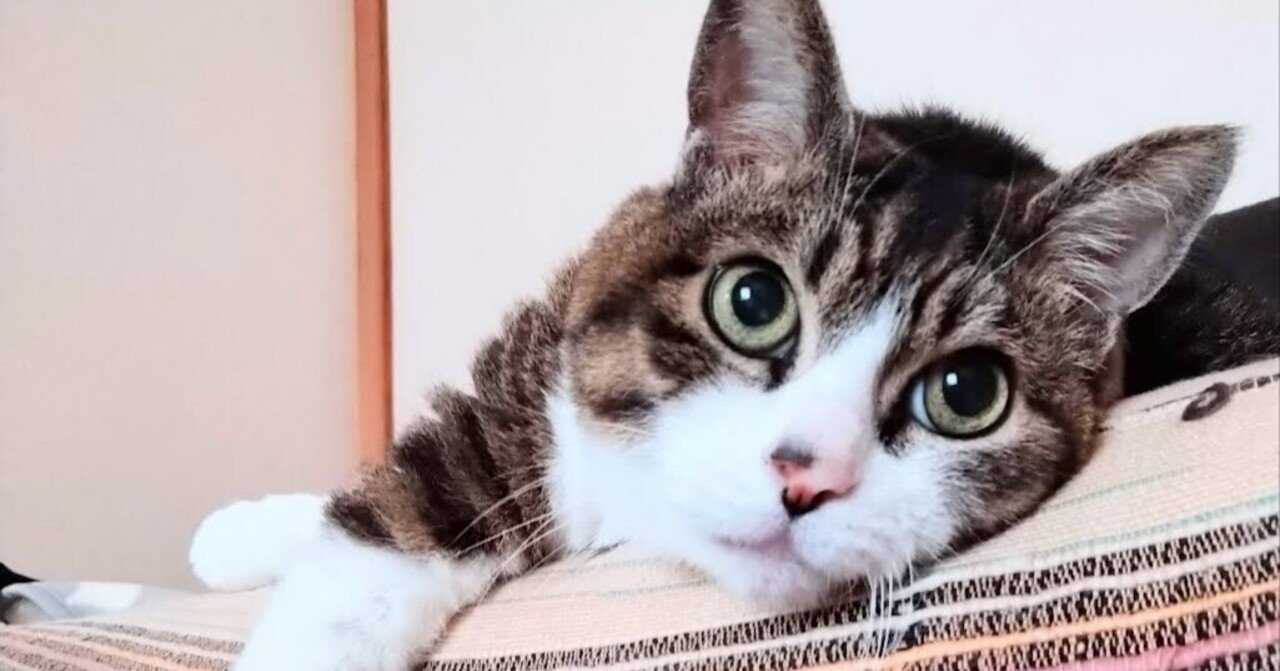 にゃんと｜ぽんたろ