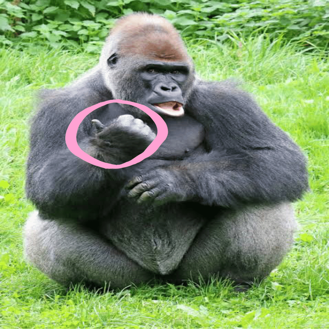 ゴリラのかわいいところ クジラ所長 どうぶつ雑学たまに心理学 Note