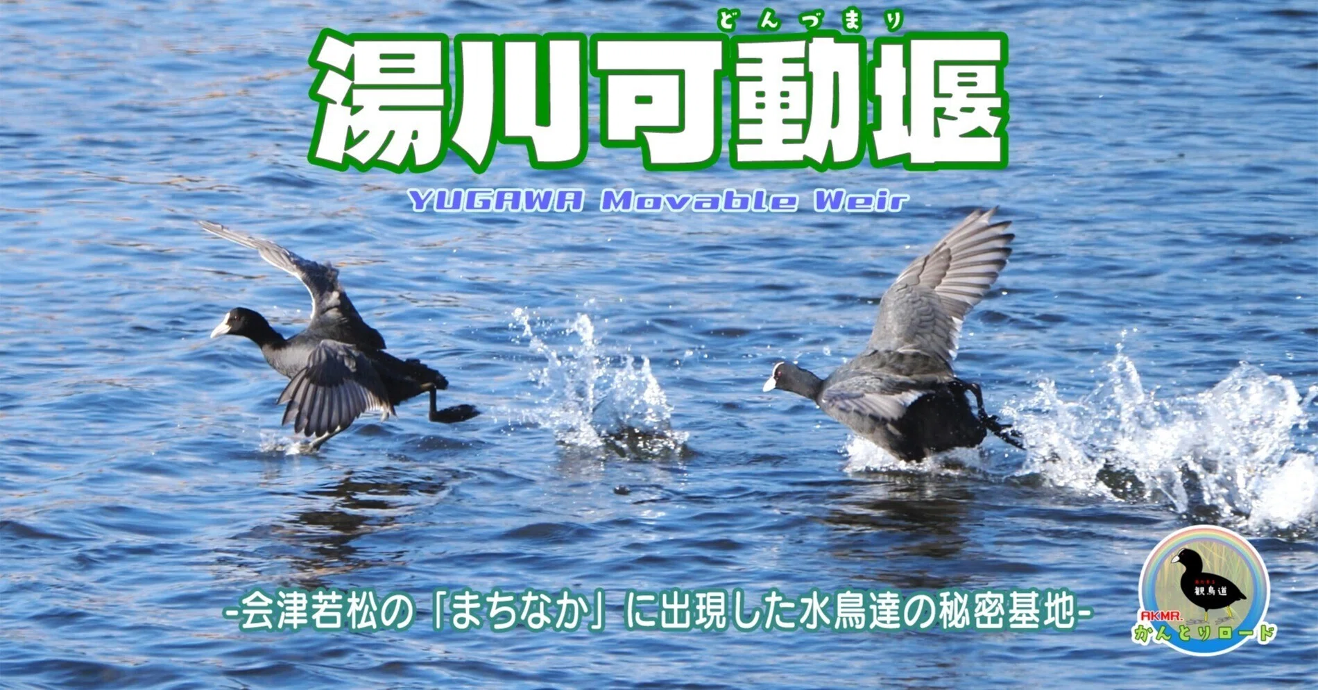 湯川可動堰 -会津若松の「まちなか」に出現した水鳥達の秘密基地