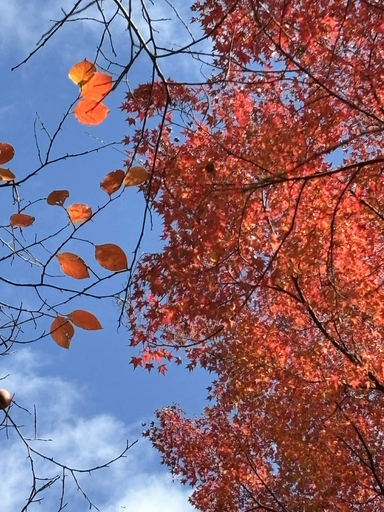 Brocade-like Autumn Colors at Koishikawa Korakuen: I never expected to ...