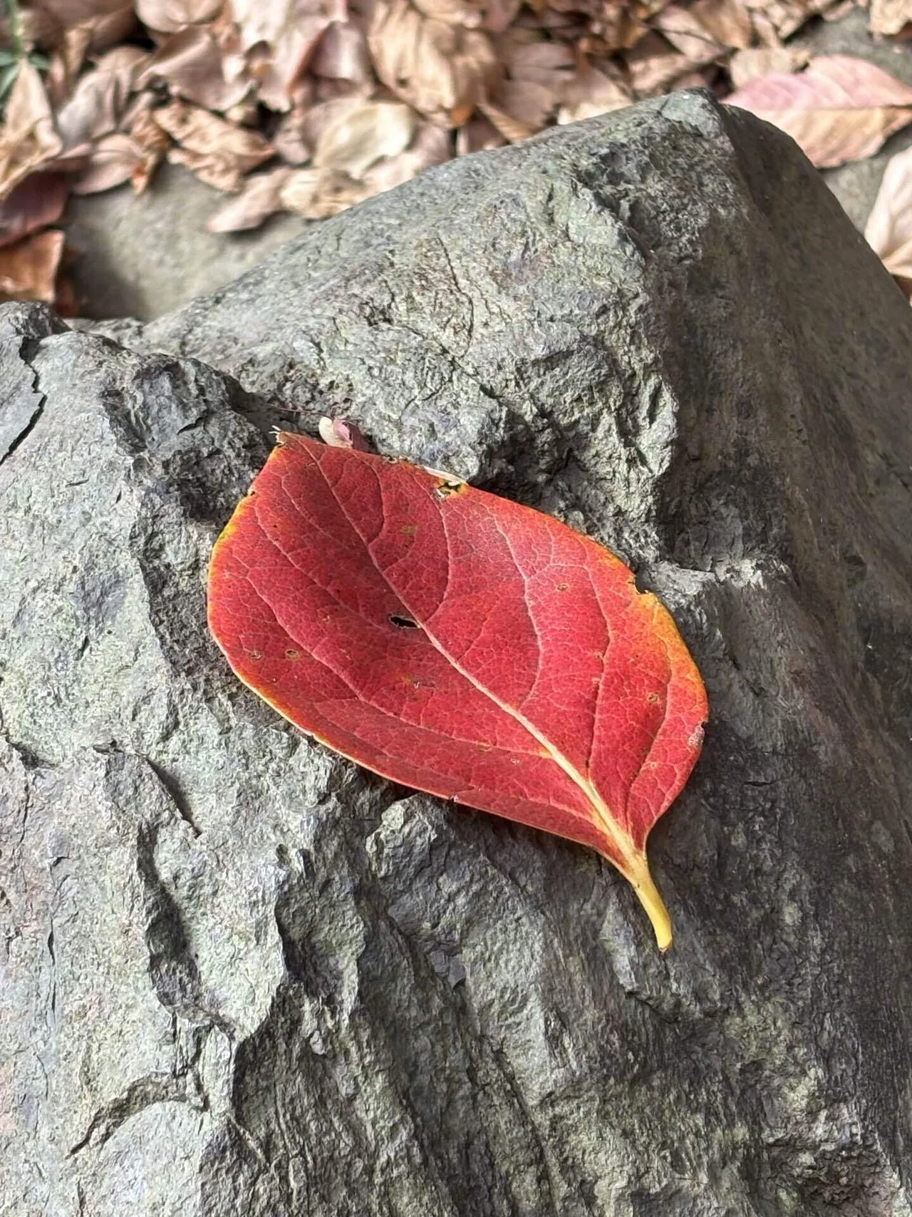 Brocade-like Autumn Colors at Koishikawa Korakuen: I never expected to ...