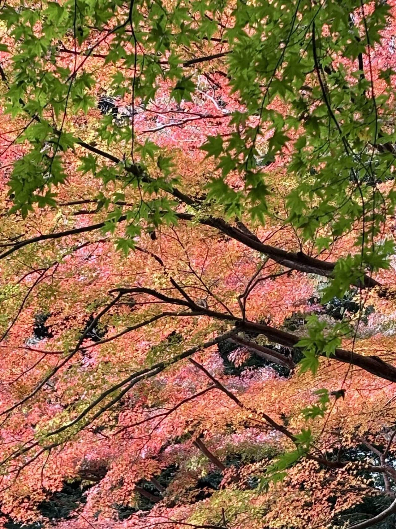 Brocade-like Autumn Colors at Koishikawa Korakuen: I never expected to ...