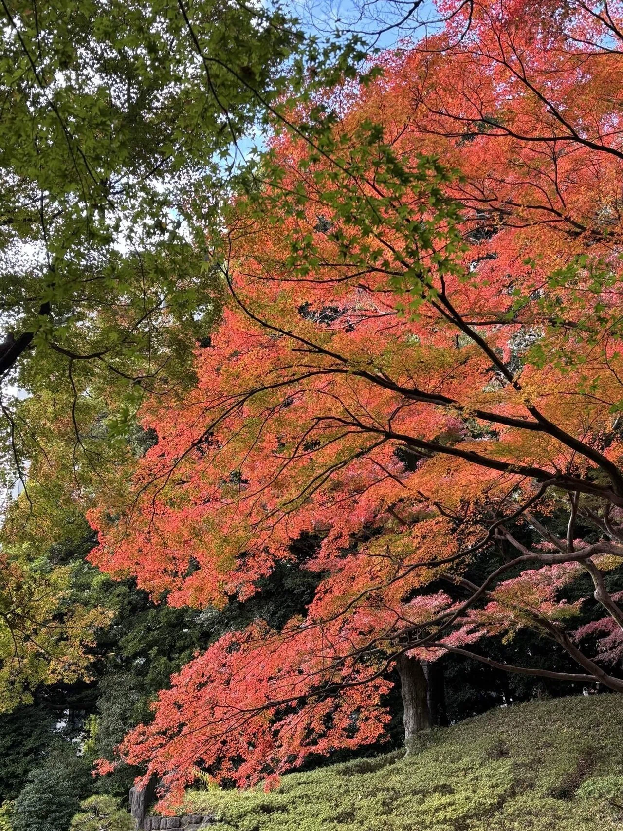 Brocade-like Autumn Colors at Koishikawa Korakuen: I never expected to ...