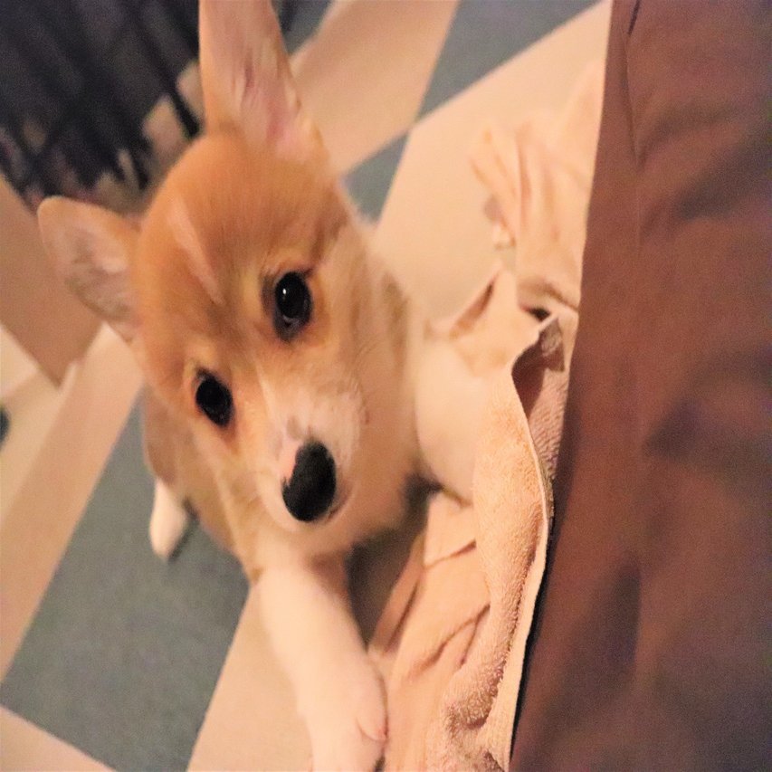 カップルのような10歳息子とコーギー しかし、すぐ隣をよく見ると…「第二の女」「可愛いのが控えてたw」 – ほ・とせなNEWS, image size:1280x853