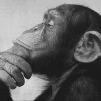 the thinking monkey