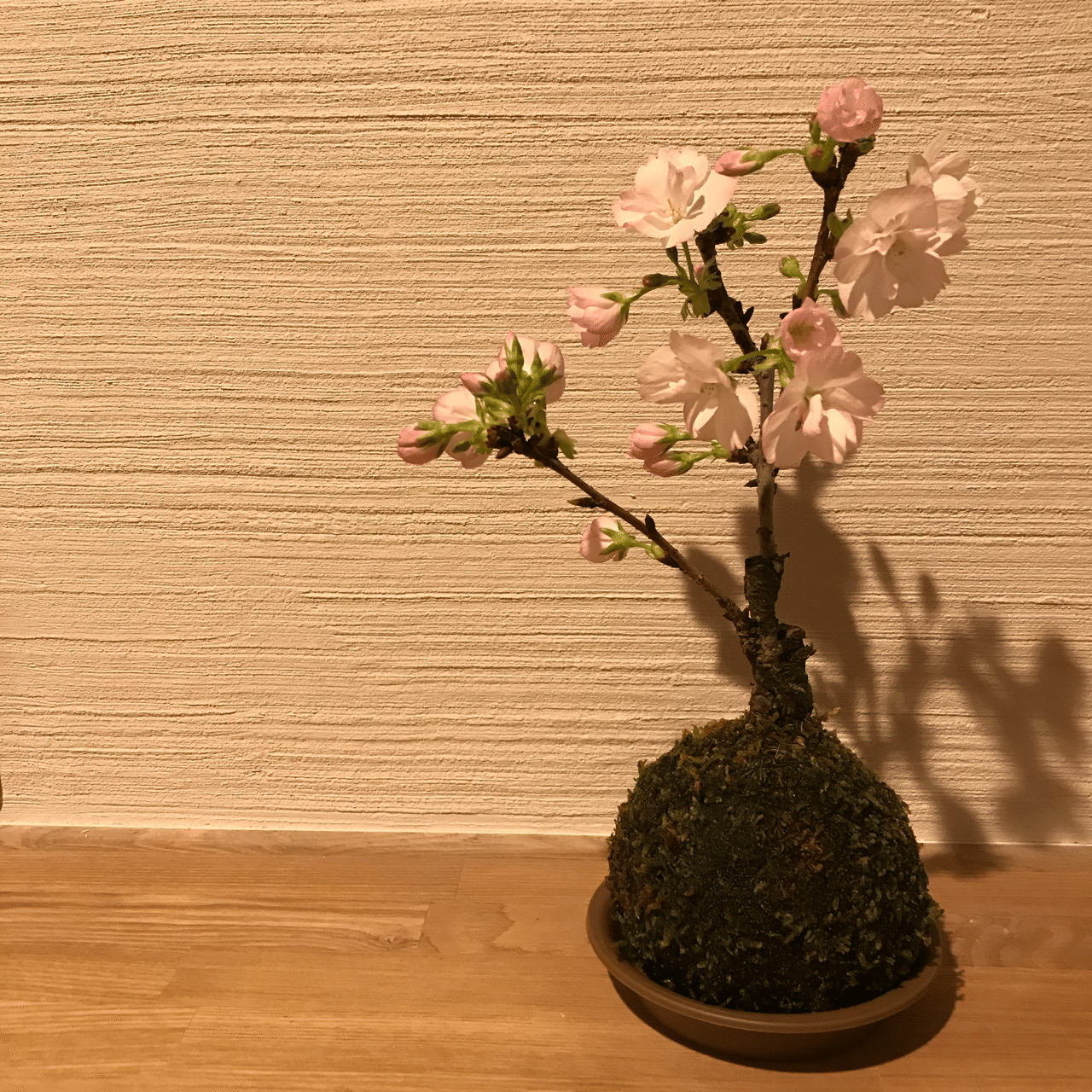 苔玉のさくら Mari Note