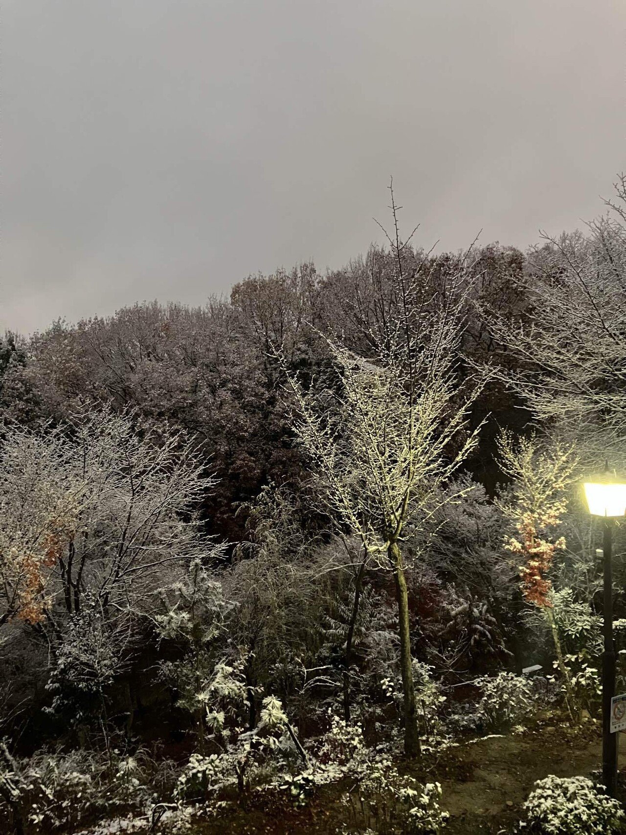 12月4日脱力と雪の力｜焙煎と六弦のある日々