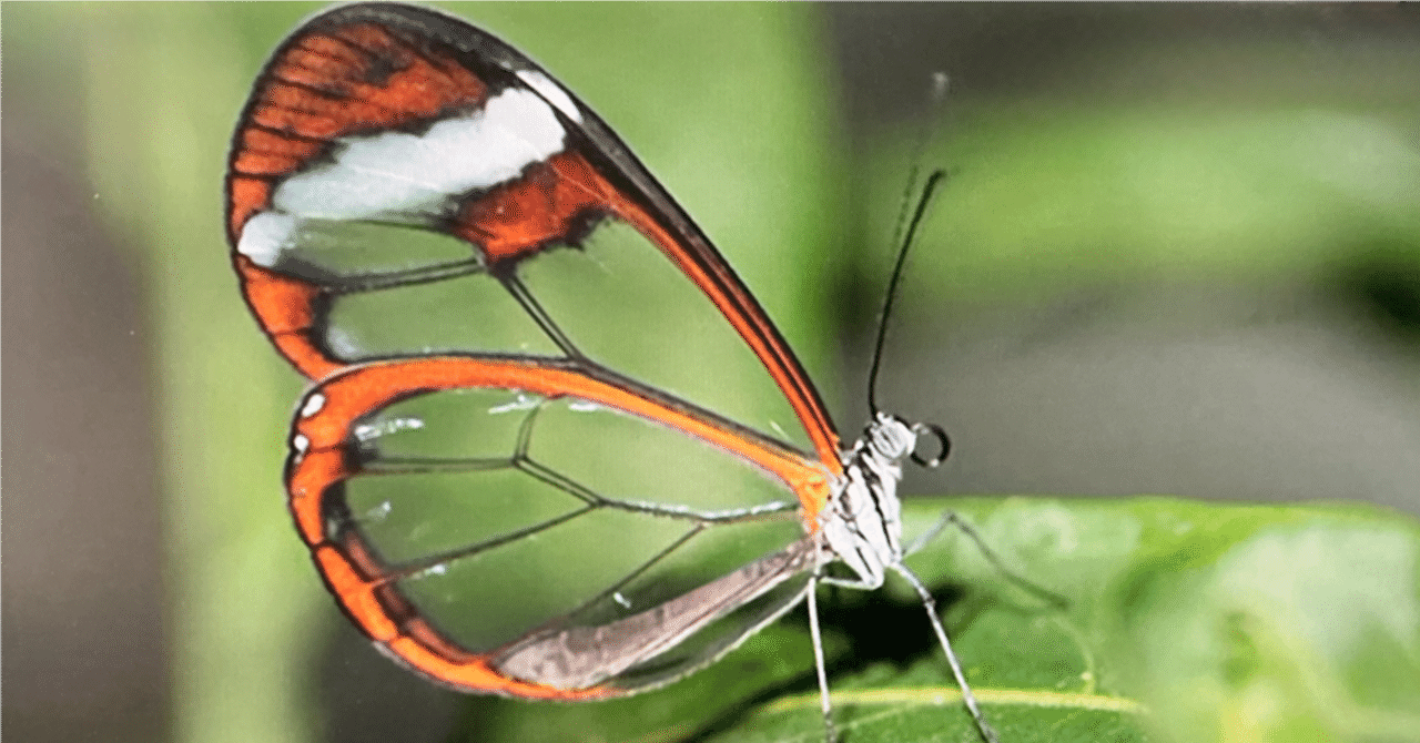 モンシロチョウが教えてくれる光の集め方と、寒さに震えてでも選ぶ