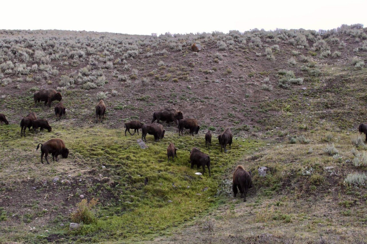 イエローストーン国立公園 vol.2】バイソンに大接近！野生動物と出会う