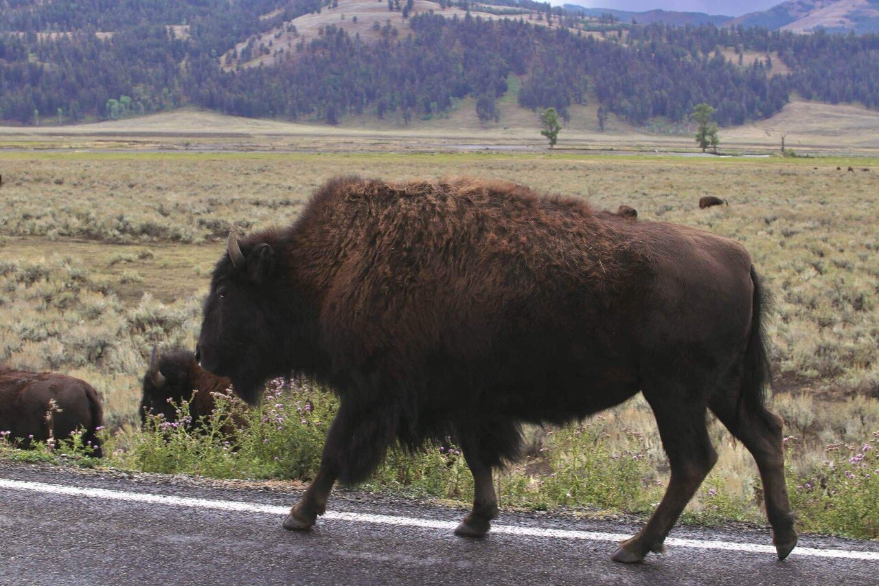 イエローストーン国立公園 vol.2】バイソンに大接近！野生動物と出会う