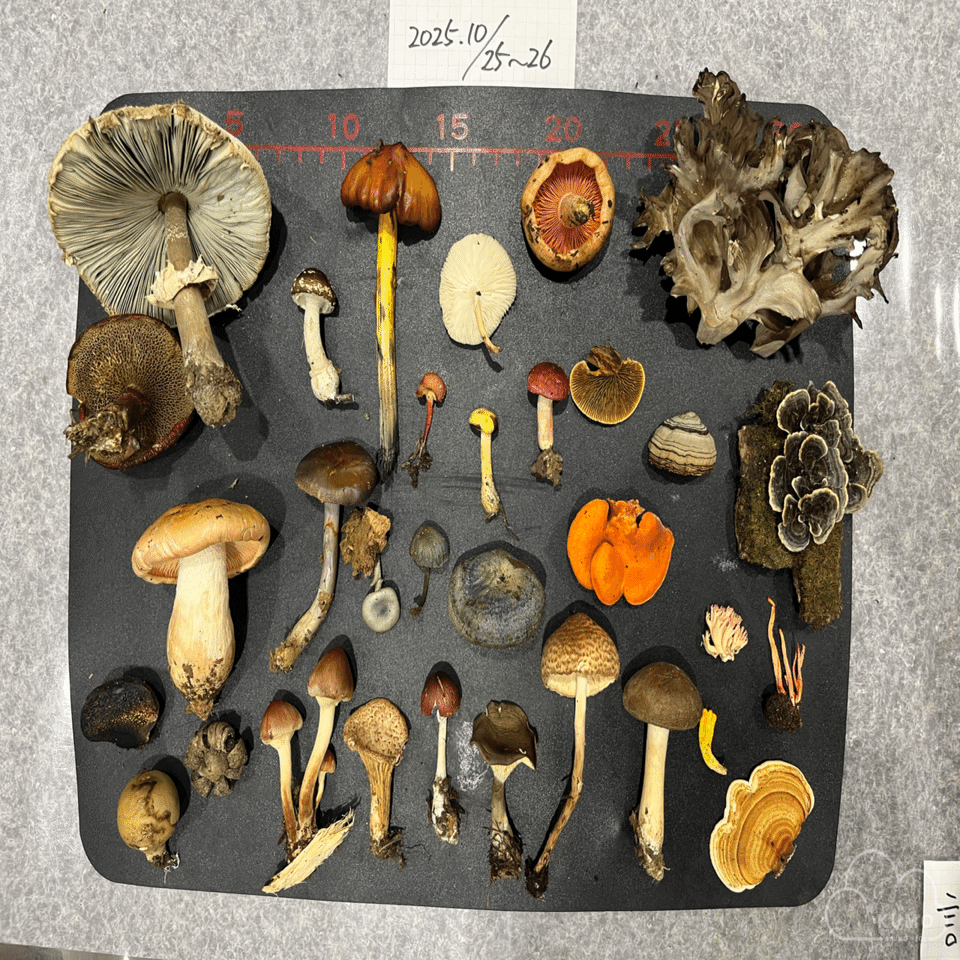 10/25-26 きのこ展@京都府立植物園｜くもさん
