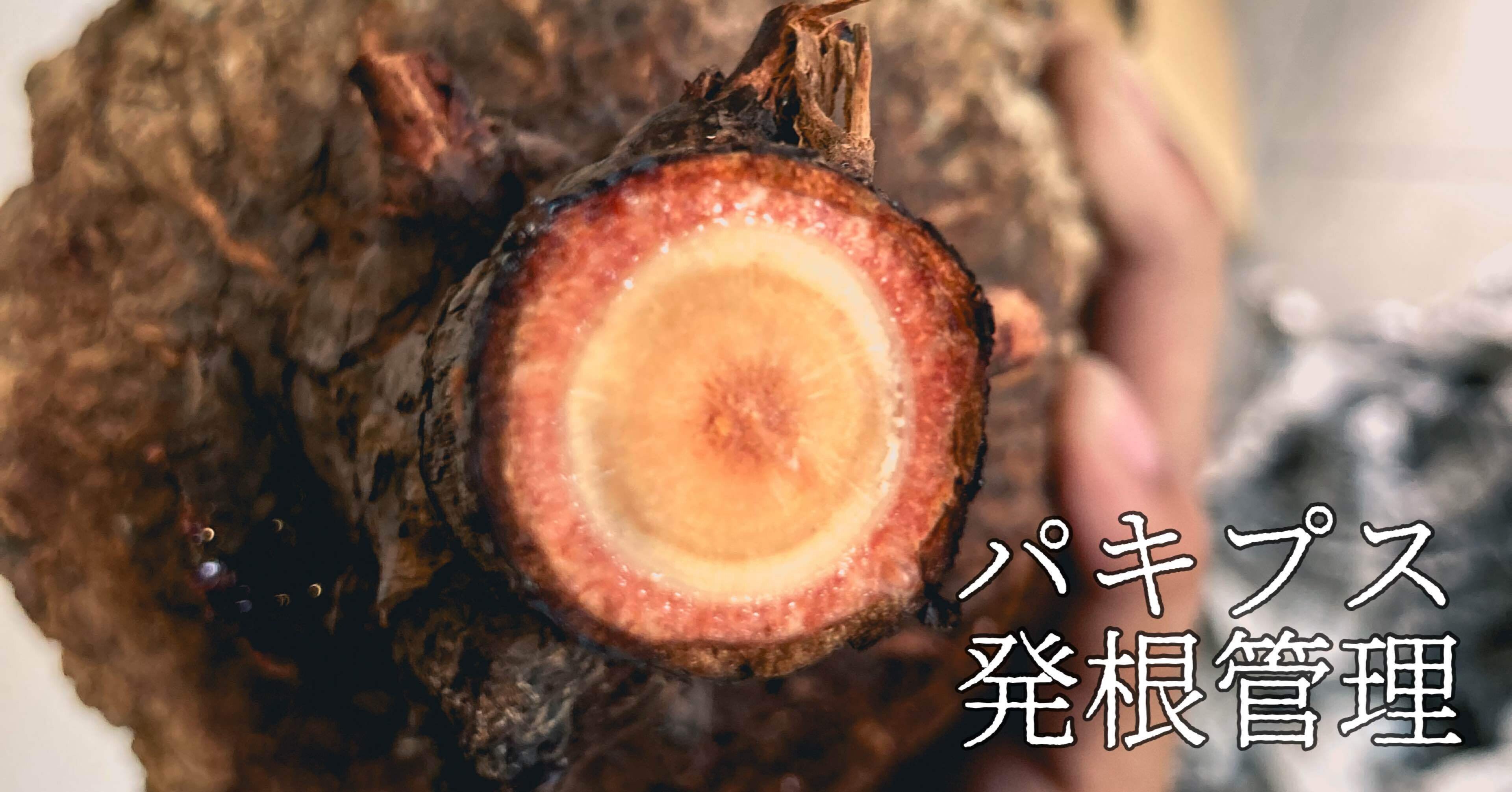 オペルクリカリアパキプス発根管理①｜Dg