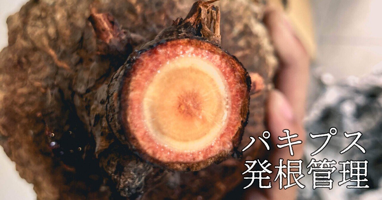 オペルクリカリア パキプス発根管理①｜Dg