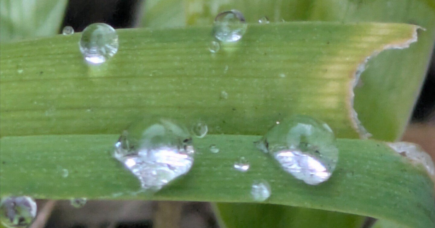 今朝の水滴③|ichiro70 今朝の水滴③|ichiro70