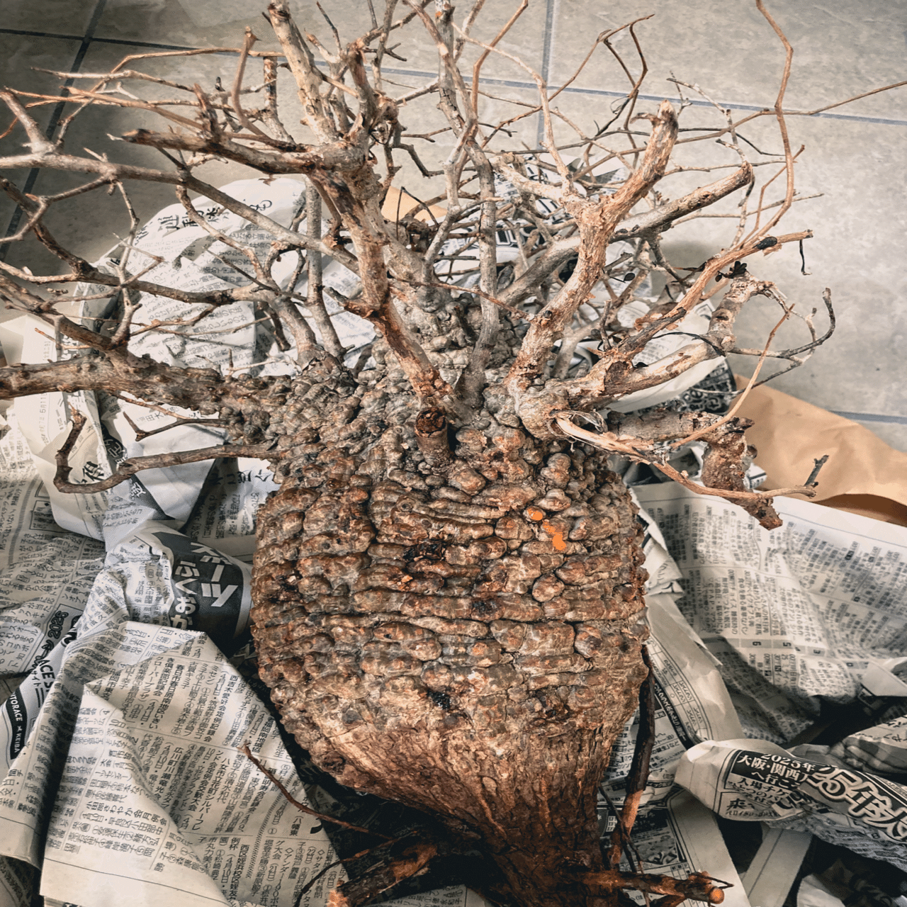 オペルクリカリア パキプス発根管理①｜Dg