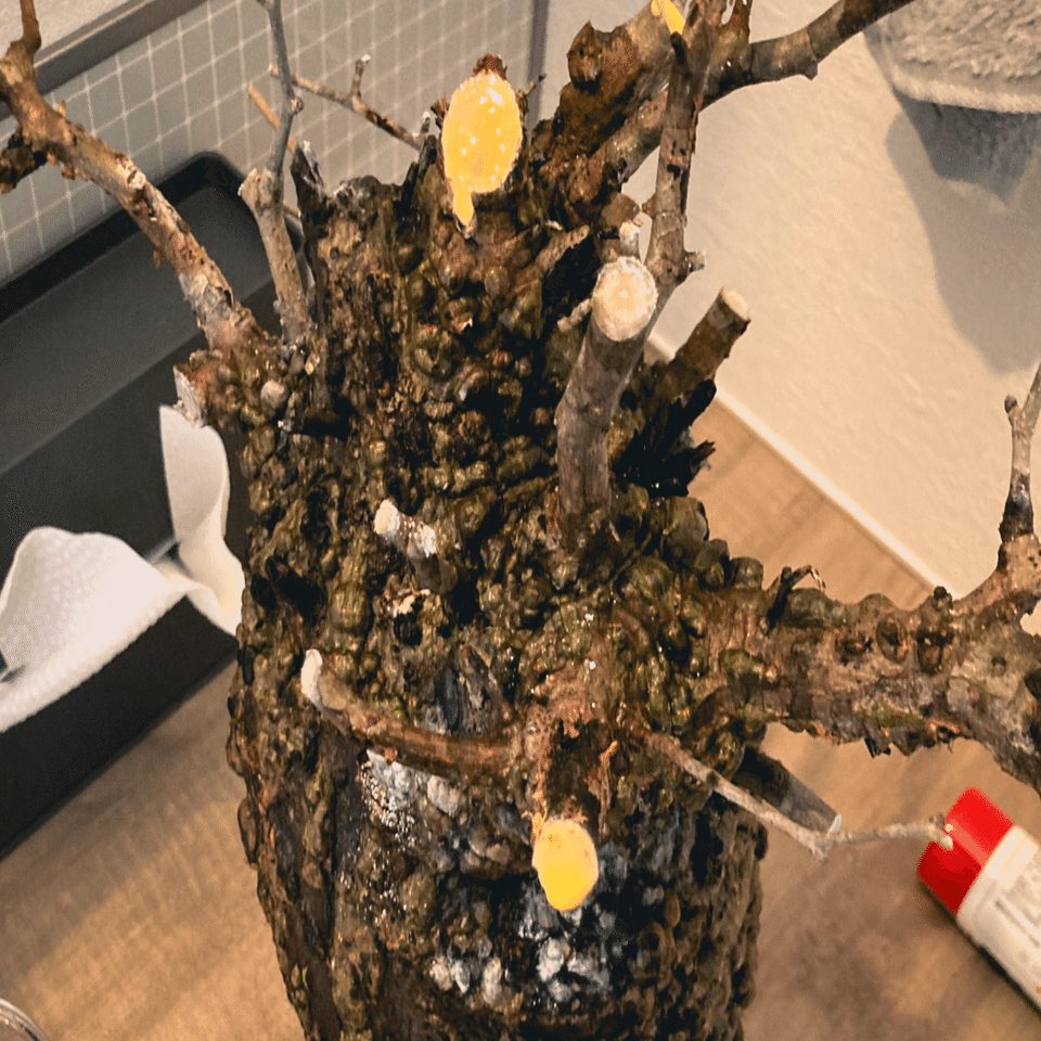 オペルクリカリア パキプス発根管理①｜Dg