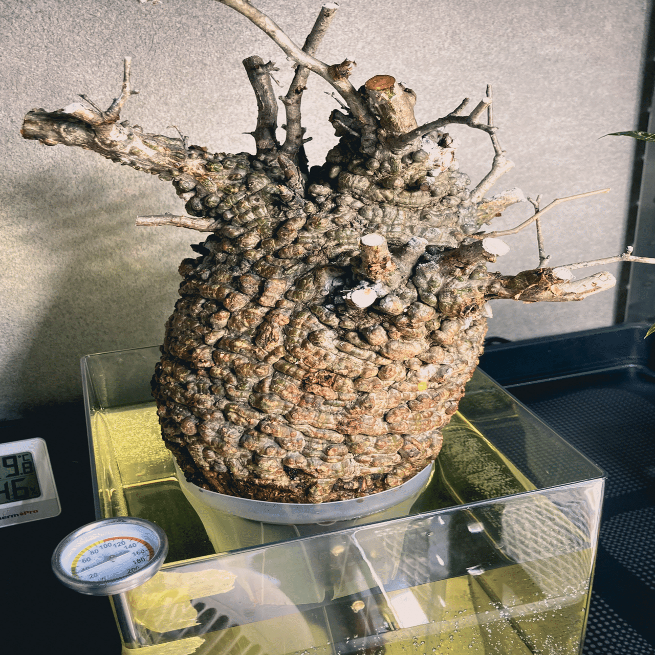 オペルクリカリア パキプス発根管理①｜Dg