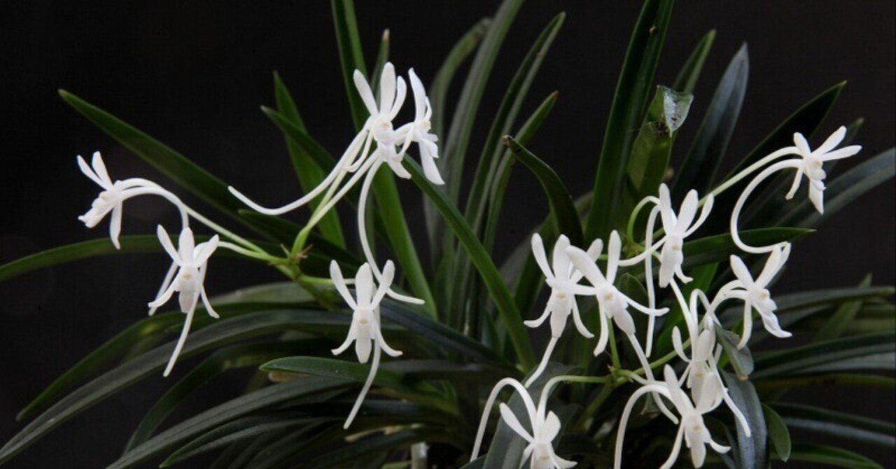 富貴蘭「天の川」の花(過去の画像倉庫から)｜KJ Morison