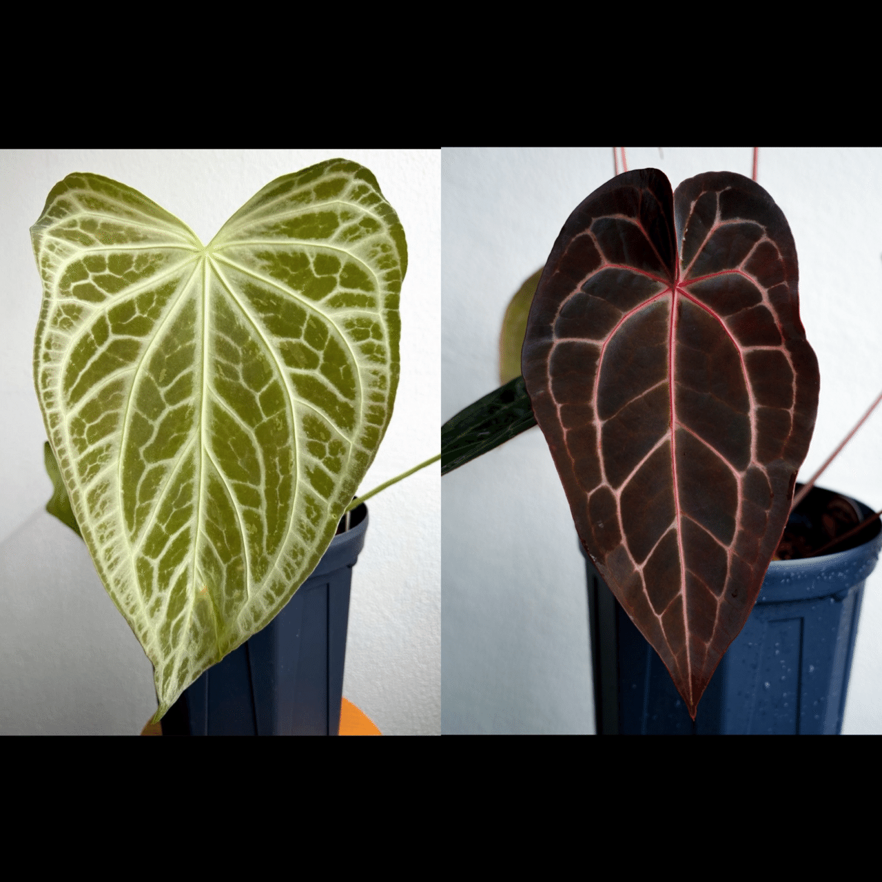 遺伝と美が交差する──2025年、光と黒を拓く acu's 注目ハイブリッド