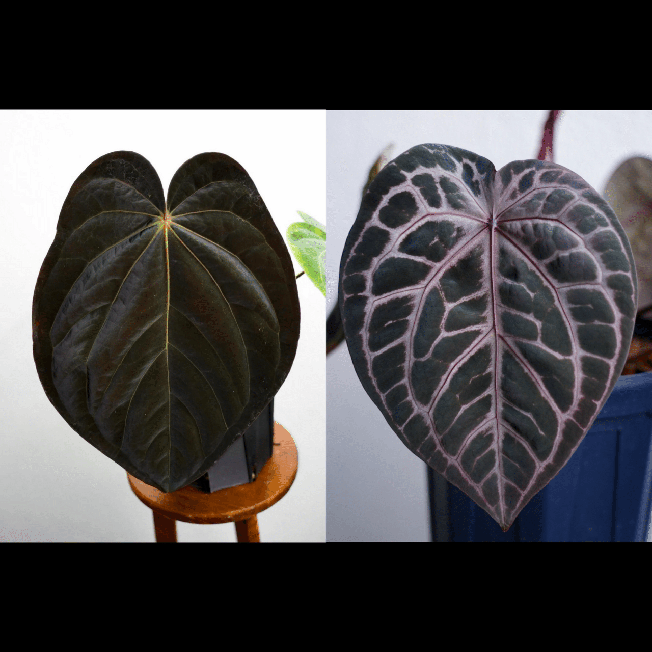 遺伝と美が交差する──2025年、光と黒を拓く acu's 注目ハイブリッド