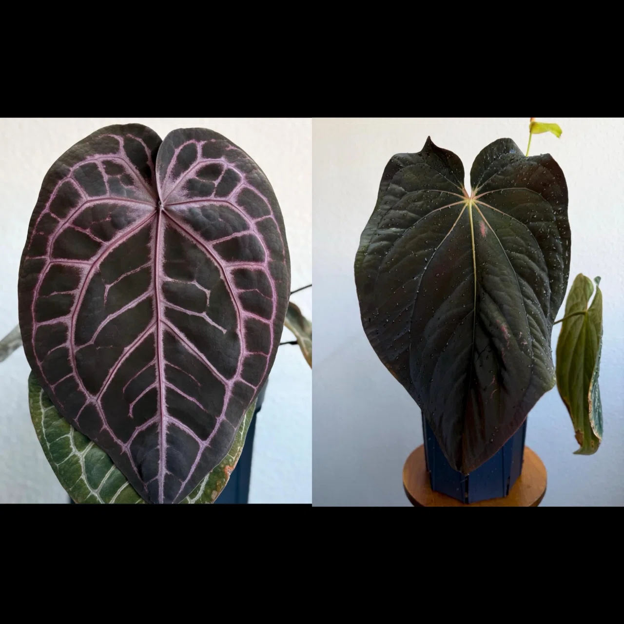 A. kunayalensis × A.Zara Michelle｜アンスリウム Anthurium Kunayalense X Zara x Michelle – HappiestPlants