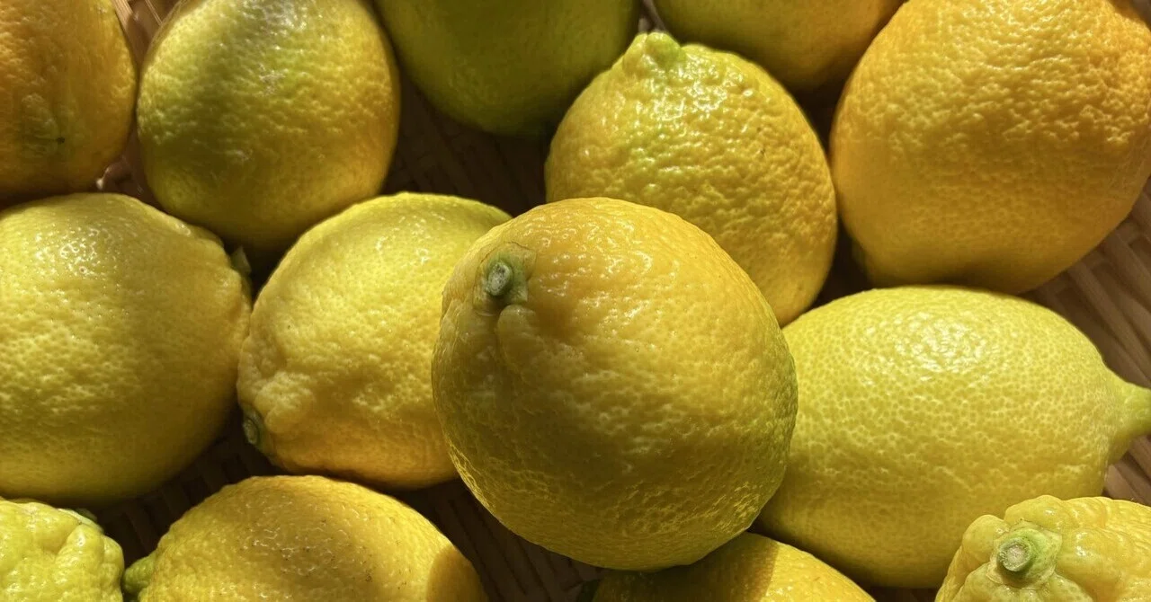 Yellow Lemons🍋｜たまき｜書籍校正者